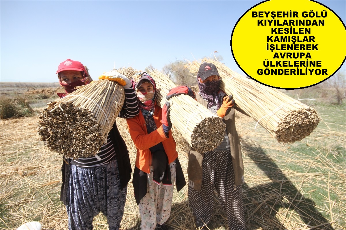 Beyşehir Gölü kıyılarından kesilen kamışlar işlenerek Avrupa ülkelerine gönderiliyor