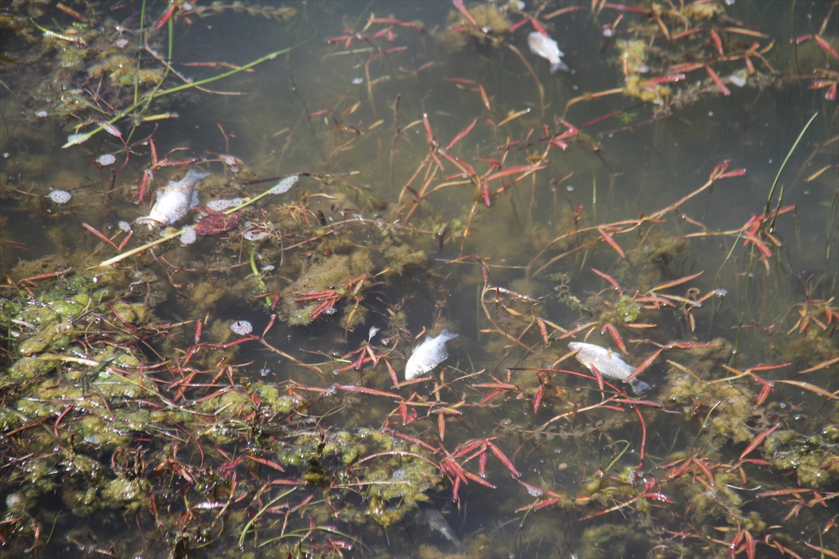 Beyşehir Gölü kıyısında ölü balıklar bulundu