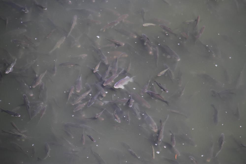 Beyşehir Gölü'nde üreme mevsimi nedeniyle yavru balıklar göl yüzeyini kapladı