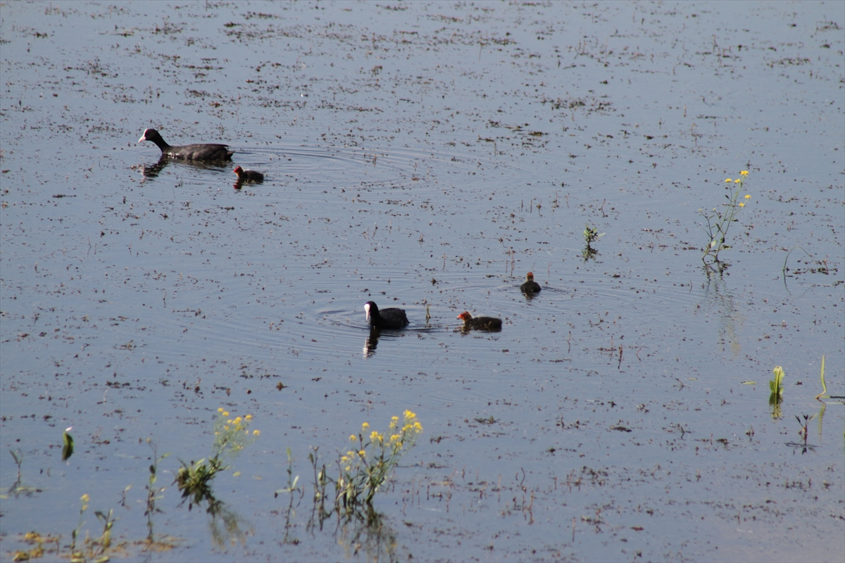 Beyşehir Gölü'nde yavru su kuşları ilgi çekiyor