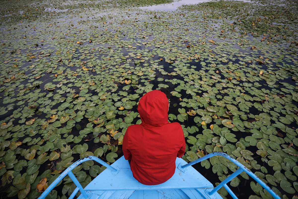 Beyşehir Gölü'ndeki nilüferler, ziyaretçilerin ilgisini çekiyor