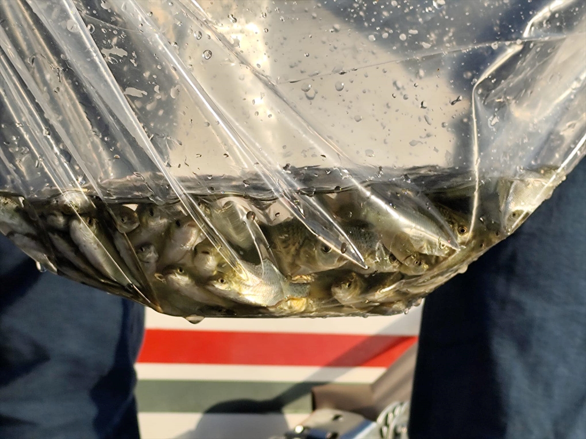 Beyşehir Gölü'ne salınan yavru sazan sayısı 2,5 milyona ulaştı