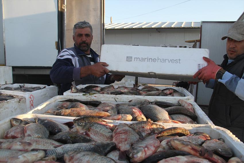 Beyşehirli balıkçılar Çin sazanıyla yurt dışına açıldı