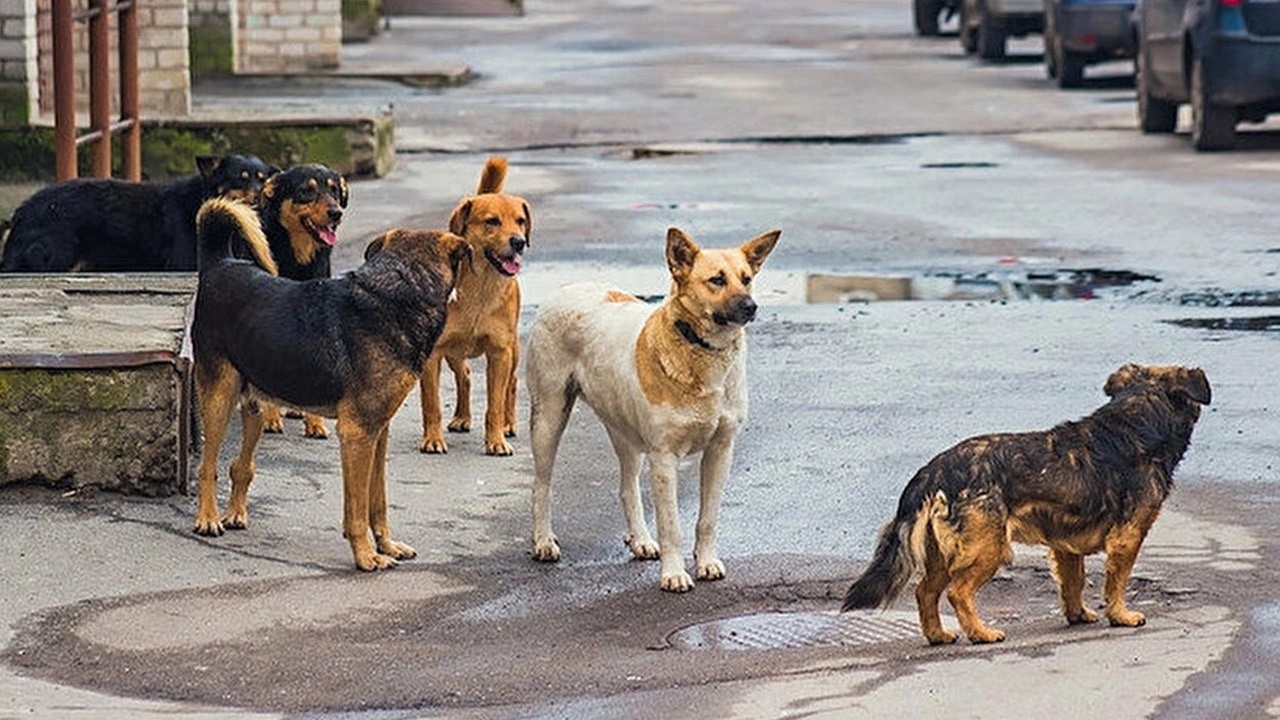 Bilim adamları uyardı: Köpek sayısı kısırlaştırmayla baş edilemeyecek seviyeye geldi!