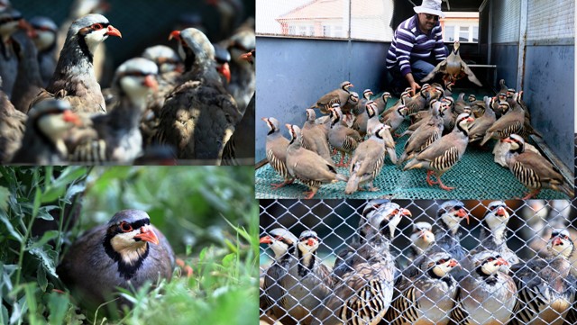 Binlerce keklik "kene ve süne avı" için gün sayıyor