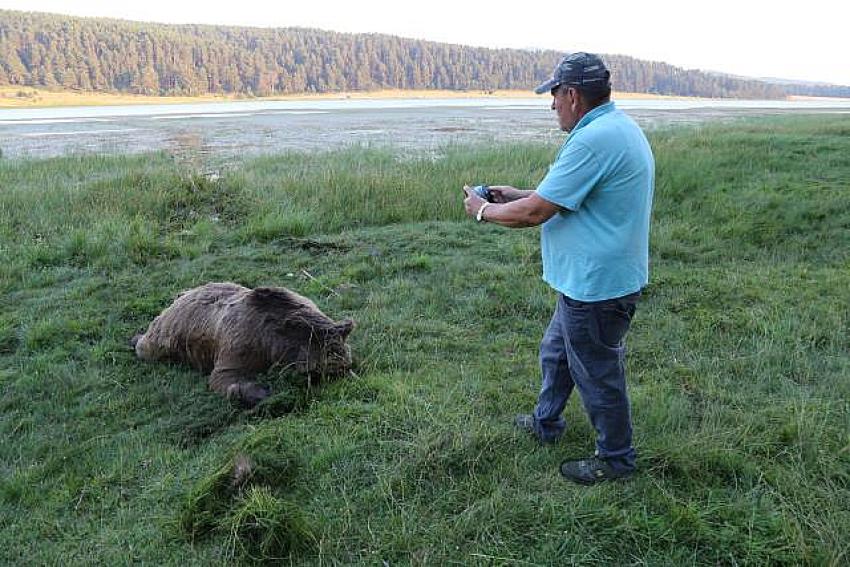 Bolu'da Gölette silahla vurularak öldürülmüş ayı bulundu