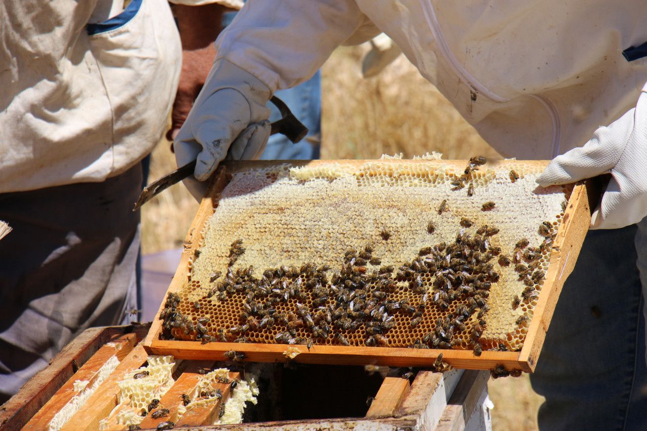 Bozkır'da yüksek yaylalarda arıcılık sezonu başladı