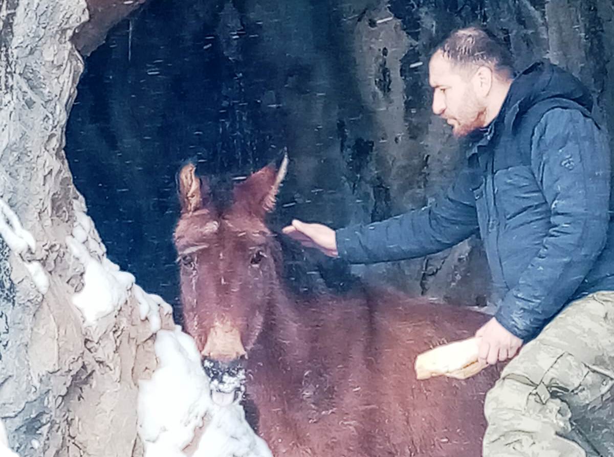 Bozkırda Yaylada mahsur Kalan sahipsiz Katır kurtarılmayı bekliyor.
