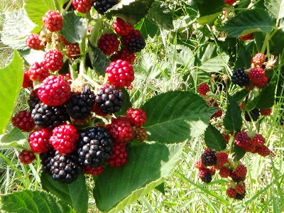 Bozkırda Yüzde 50 Hibe İle Böğürtlen Bahçesi Kuruluyor