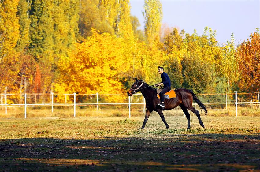 Bozkırın ortasında şampiyonlar yetiştiren haralar ziyaretçilerine at sevgisini aşılıyor