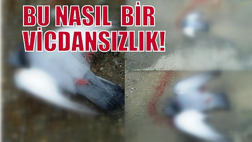 Bu Nasıl   bir vicdansızlık Beyler...