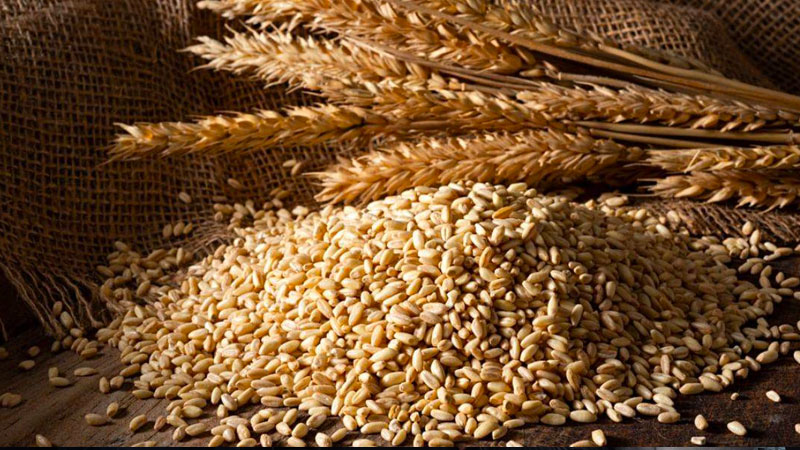 Buğday fiyatları 9,5 yılın zirvesine yükseldi