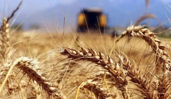 Buğday üreticisine ekim ve satımda   Büyük  destek