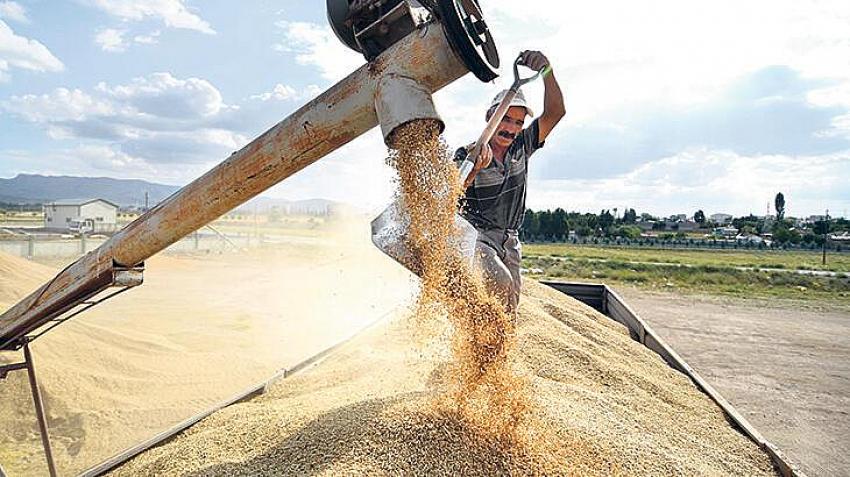 Buğdaydan nohuta pek çok ürün risk altında