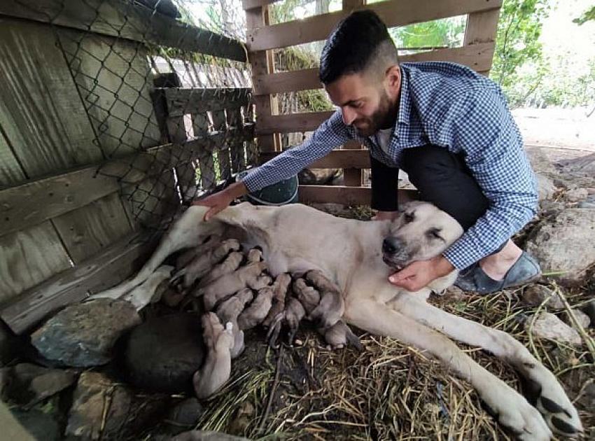 Bursa'da 18 aylık köpek tanesi 5 bin lira olan 15 yavru doğurdu.