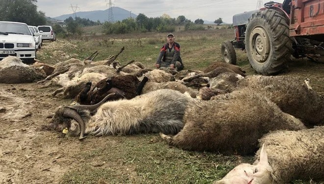 Bursa'da sahipsiz köpeklerin saldırdığı 41 küçükbaş hayvan telef oldu