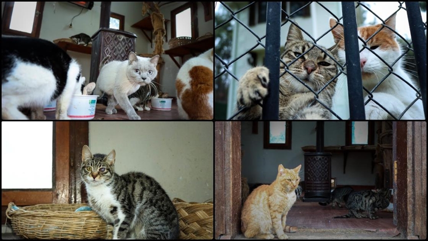 Bursa'nın engelli ve sahipsiz kedileri 18 yıldır "villa"da yaşıyor