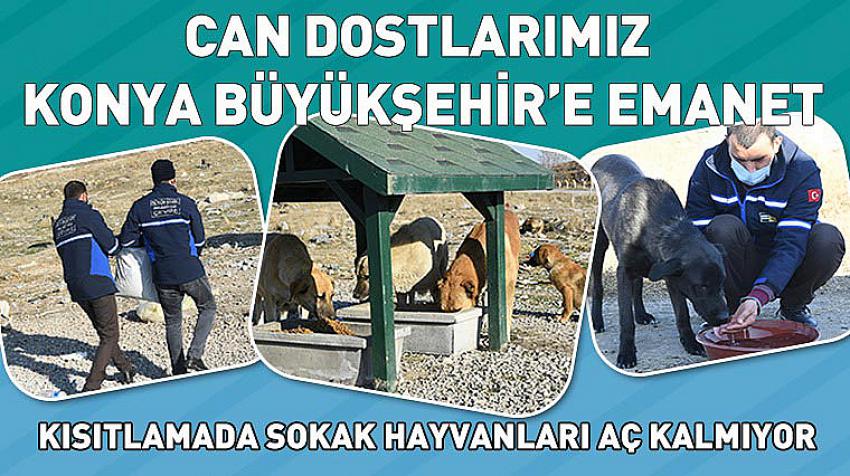 Can Dostlarımız Konya Büyükşehir’e Emanet  Kısıtlamada Sokak Hayvanları Aç Kalmıyor