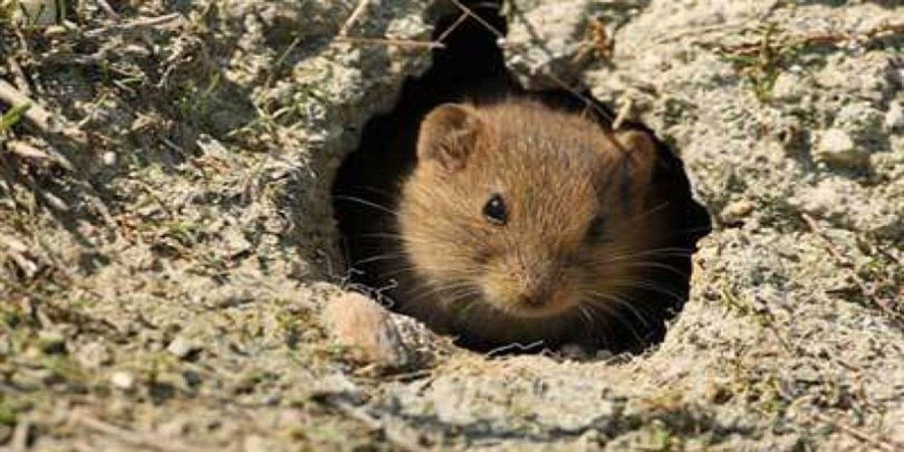 Çiftçilere arazide tarla fareleriyle nasıl mücadele edecekleri anlatıldı.