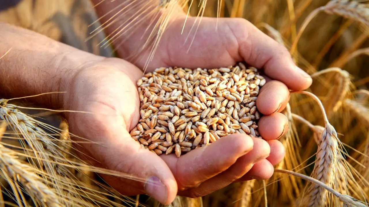 Çiftçiye  Müjde Buğday ve arpa alım fiyatı  yükseltildi