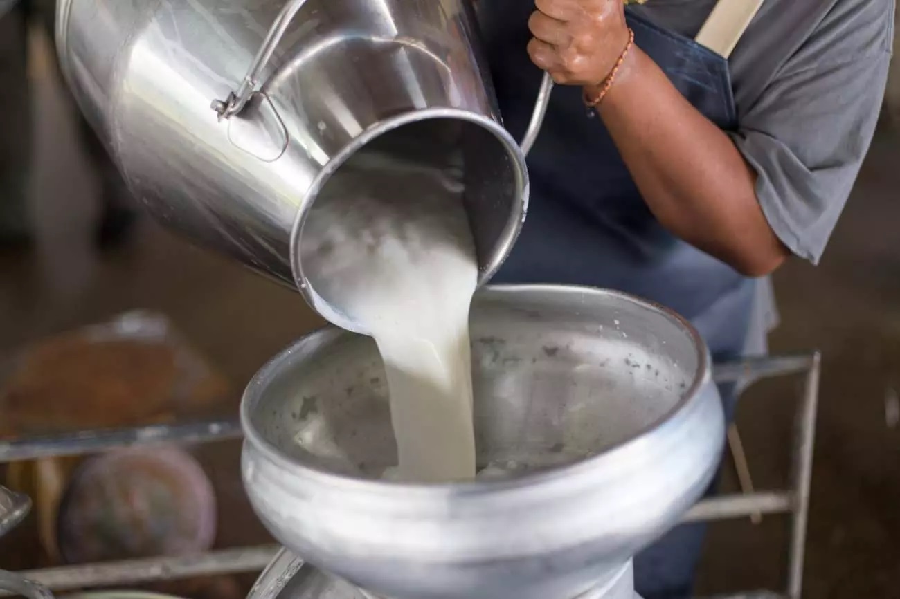 Çiğ süt içmenin zararları nedir? Çiğ süt neden içilmez?