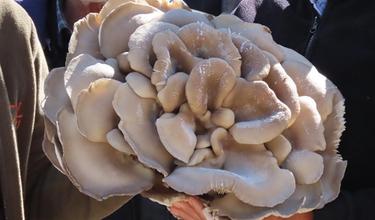 Çobanın bulduğu dev mantar görenleri hayrete düşürdü