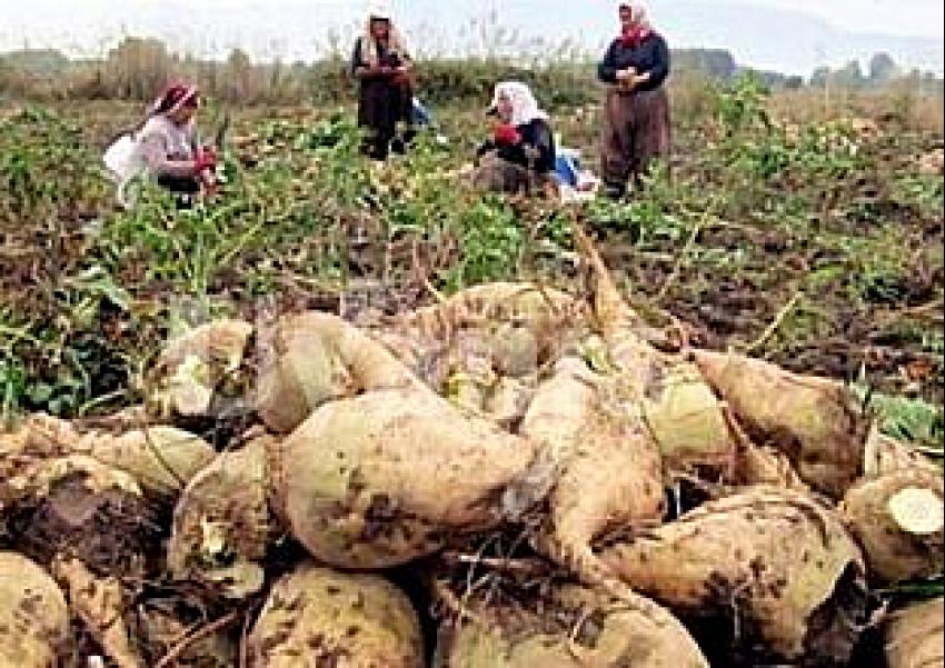 Cumhurbaşkanı Erdoğan şeker pancarı alım fiyatını açıkladı