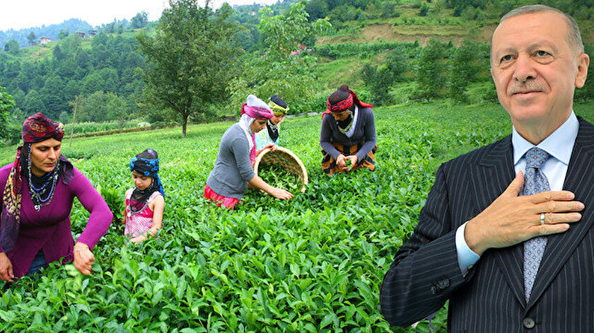 Cumhurbaşkanı Erdoğan, yeni yaş çay alım fiyatını açıkladı