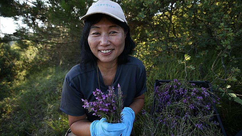 Dağlardan topladığı organik bitki çaylarını paketleyerek yurt dışına ihraç ediyor