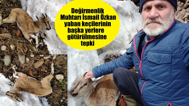 Değirmenlik Muhtarı İsmail Özkan  yaban keçilerinin  götürülmesine  tepki