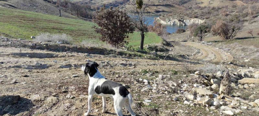 Denizli'de Gölette cesedi aranan Avcı  Konya'da çıktı iddiası