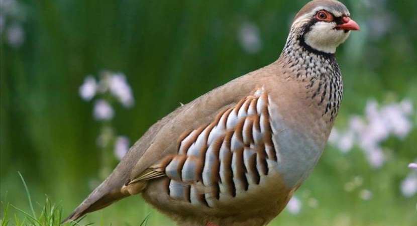 Derebucak'ta kınalı keklikler doğayla buluşturuldu