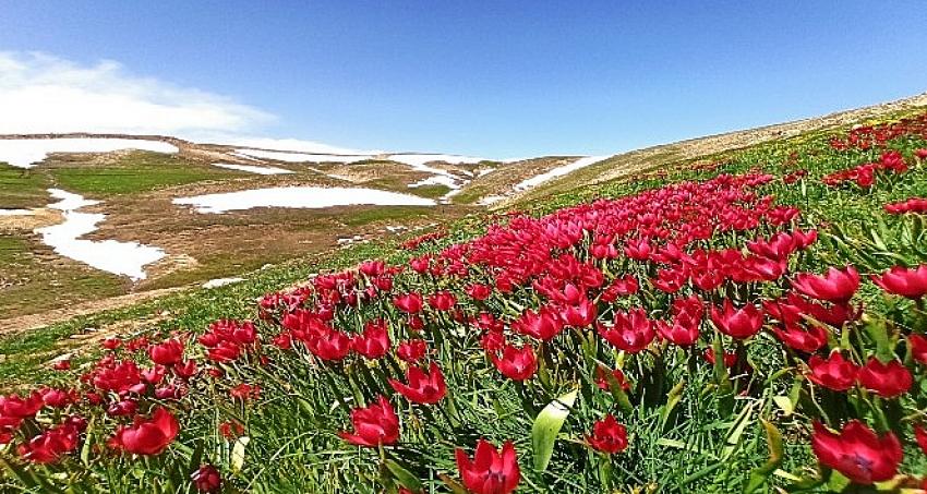 Doğa harikası Eğrigöl’de açan çiçekler eşsiz görüntüler oluşturuyor
