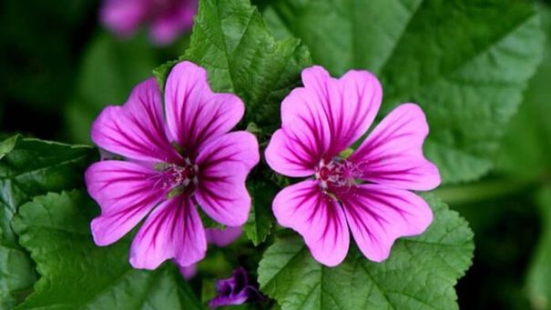 DOĞADA  BULUNAN  EN KIYMETLİ AĞRI   KESİCİ