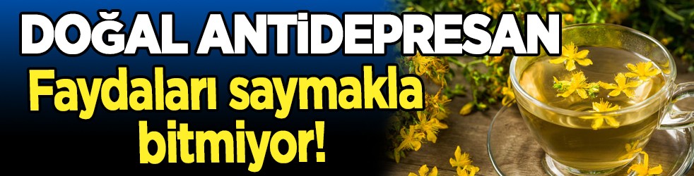Doğal antidepresan sarı kantaronun faydaları saymakla bitmiyor!
