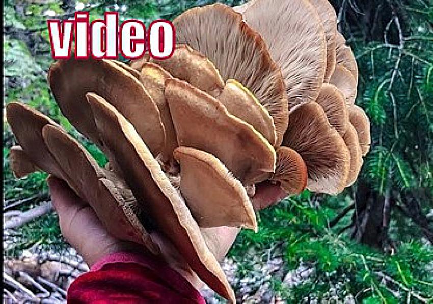 Doğal istiridye mantarı bulan  Seydişehirli adam VİDEOHABER