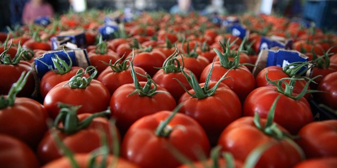Domates ihracatı izne bağlandı