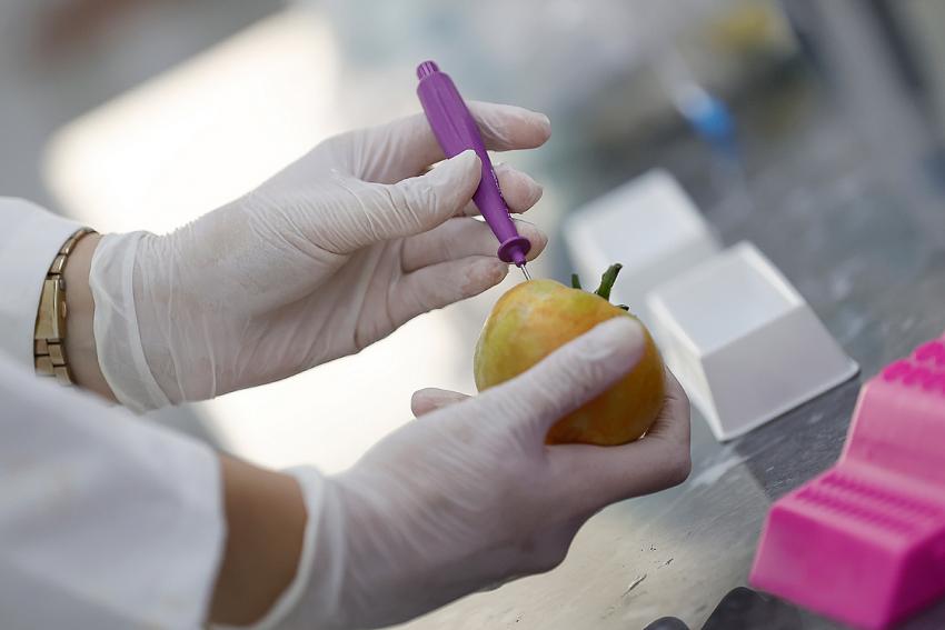 Domates üretimini olumsuz etkileyen virüse karşı dayanıklı yerli tohum geliştirildi