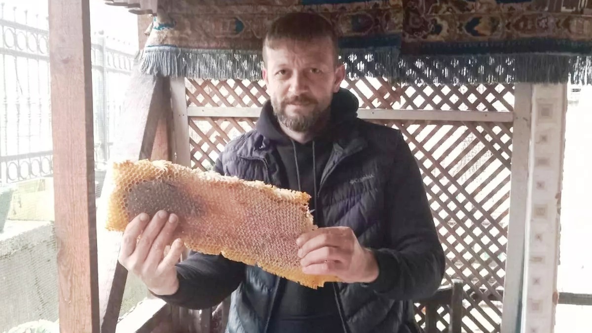 Düzce'de arıların petek yaptığı valizden 8 kilogram bal çıktı