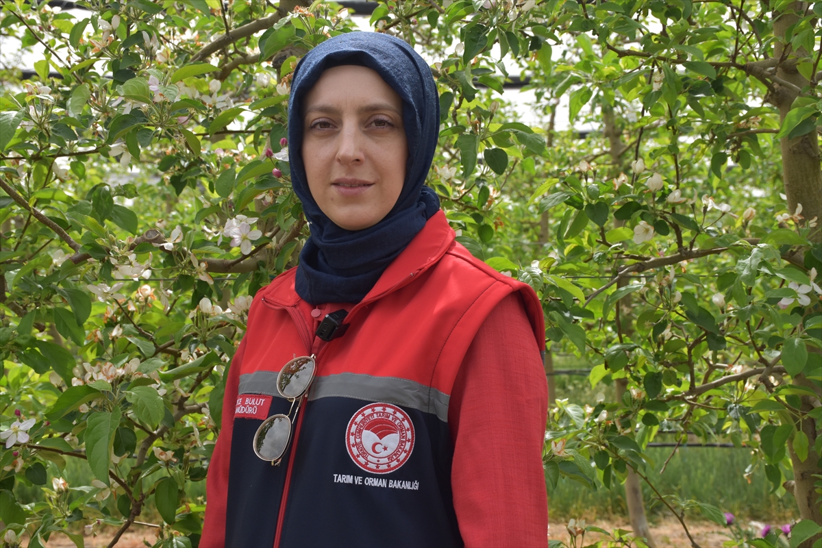 Elma verimi ve kalitesi kiralık arılarla artırılıyor