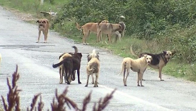 Emsal karar olur mu? Sokak köpeği ısırdı, Valilik ve belediyelerden tazminat aldı