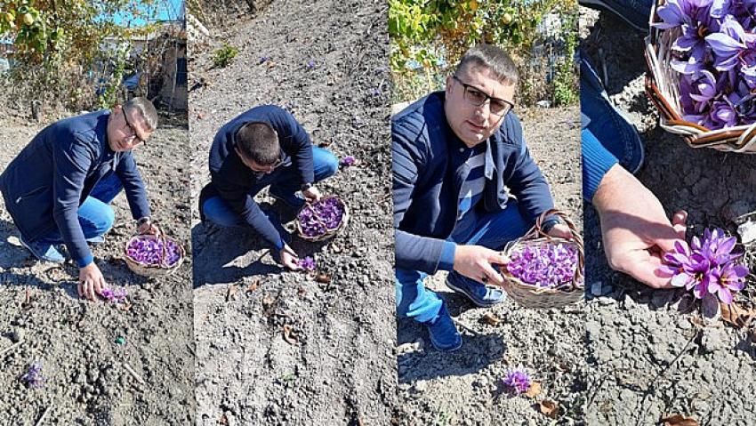 En pahalı baharat olarak bilinen SAFRAN Seydişehir de... 