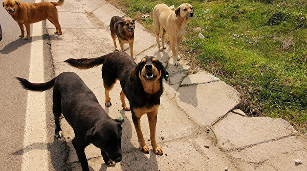 Erdoğan’dan ‘başıboş köpek sorunu’ açıklaması