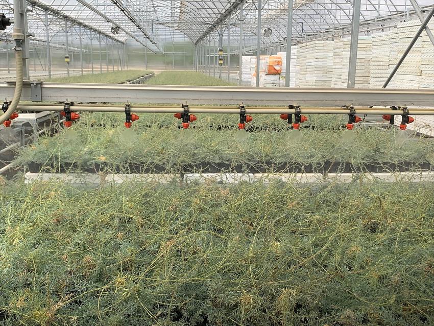  Erozyonla mücadelenin "marifetli bitkisi" küçükbaş hayvanların da besini oldu