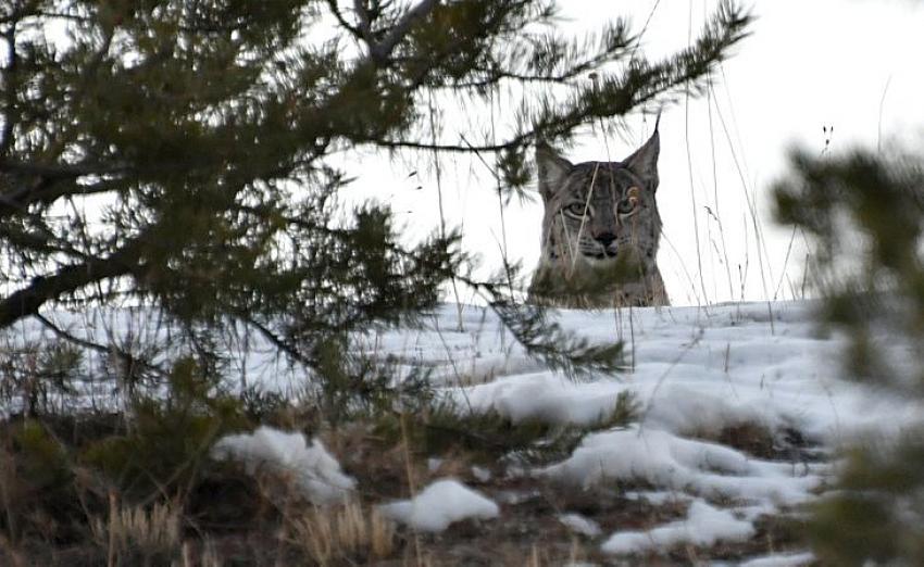 Eş aramak için karla kaplı arazide dolaşıyordu! .