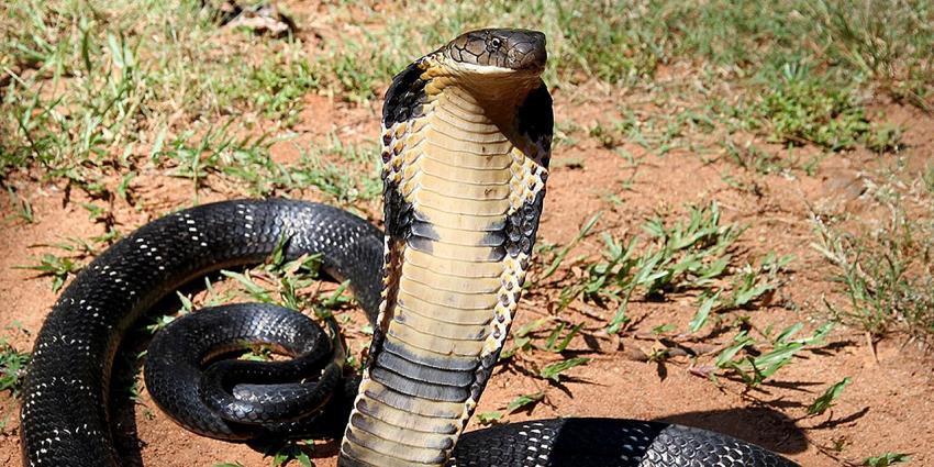 Eşini öldürmek için 11 bin 700 liraya kobra yılanı kiraladı
