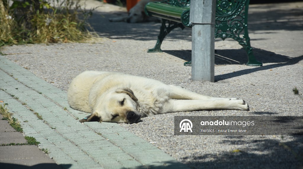 Eskişehir'de mahalleli sahipsiz köpeklerin toplatılmasını istiyor