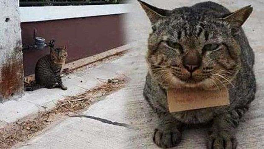 Evden 3 gün ayrılan kedi sahibine 'borçla' döndü