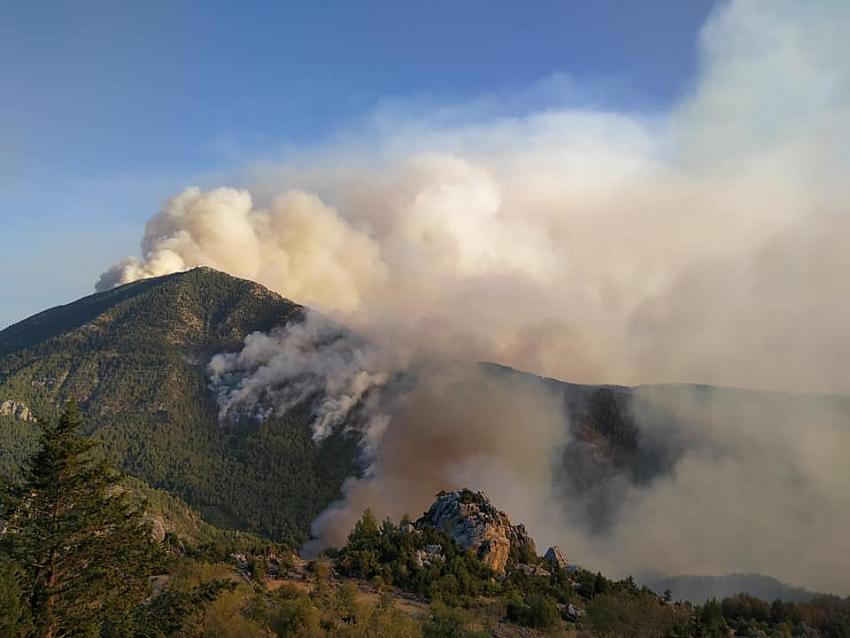Eynif Ovasına inen yangın, yaban hayatını da etkiliyor