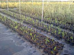 Fidan Yetiştiriciliğinin 5 Güzel Yanı